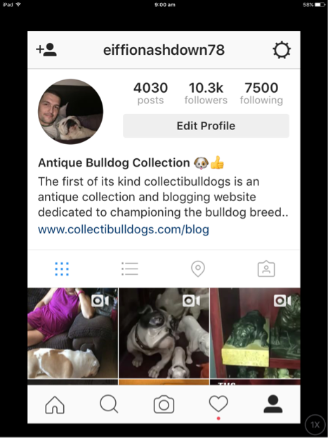 Socialising bulldogs a good influence 29th August 2016 18 My instafriend