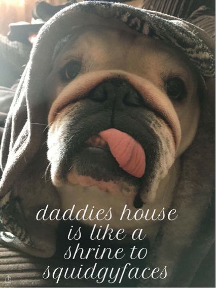 HAPPY BIRTHDAY COLLECTIBULLDOGS 1 year old 14 Wiggles just too dang cute