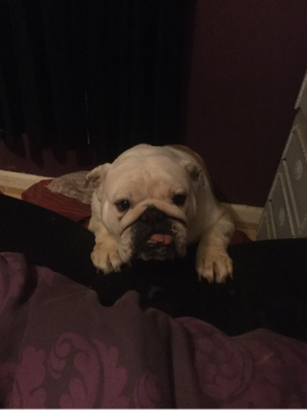 Wiggles a wiggling six months on 4th June 2016 3 Wiggles so dang cute