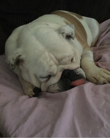 Collectibulldogs makes the local news!!! 8 Wiggles CEO made the news too