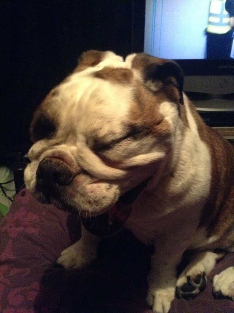 MY BULLDOG!!!!! 5 Yawwwwwwwn!