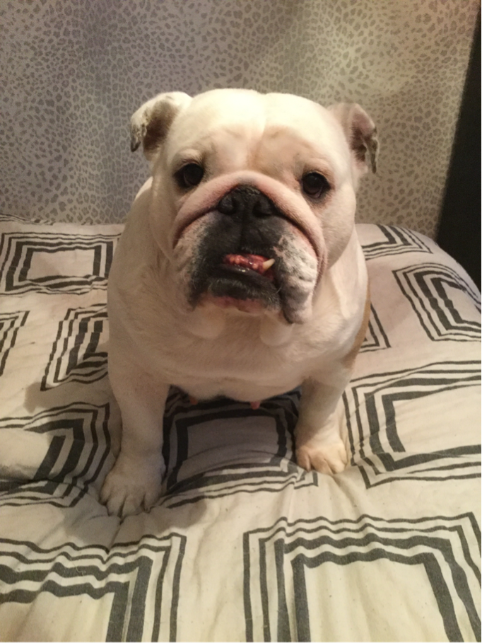 Collectibulldogs Come Check Us Out 16th June 2016 15 Wiggles Our CEO