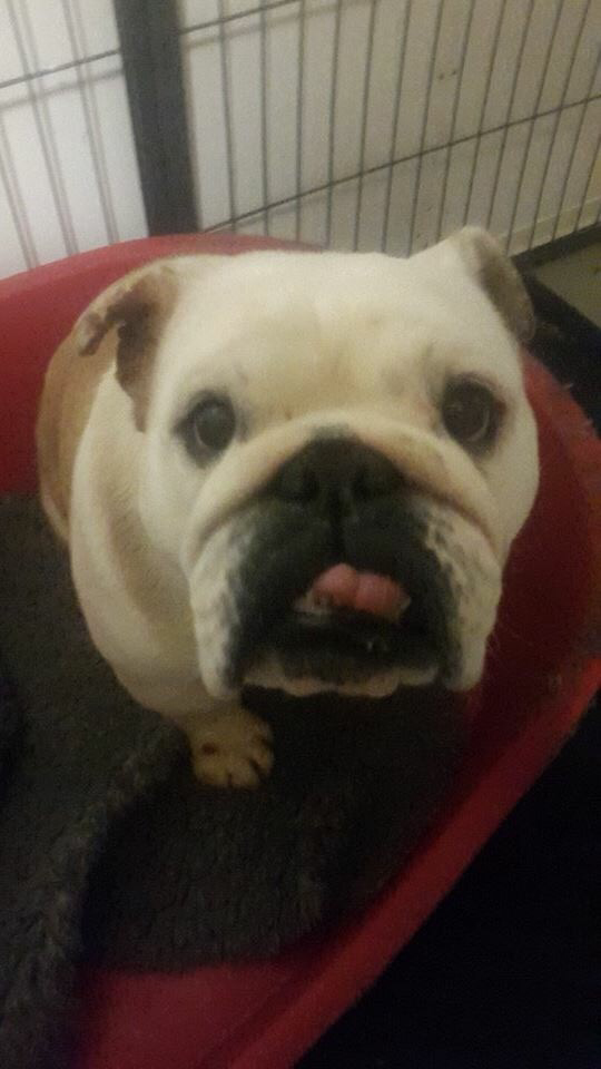 LATEST EDITIONS 4 DELILAH BULLDOG !!!