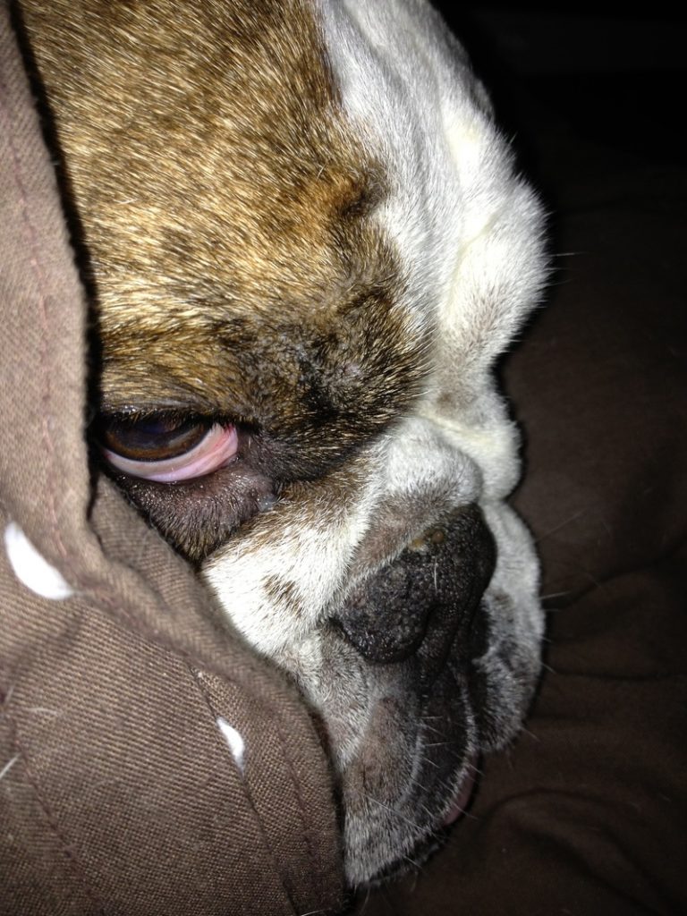 MY BULLDOG!!!!! 4 Scruffy Louise