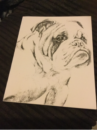 Bulldogs they get your head in a spin 20th may 2016 8 Vintage head sketch