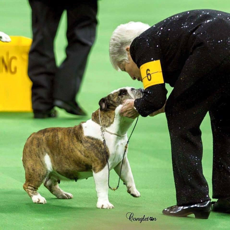 50th blog!!! Fifty years plus with Bulldogs 3 Show winner