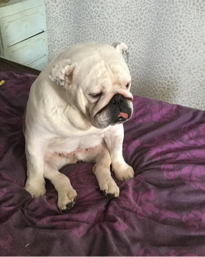 Collectibulldogs the four Ps. 25/5/2016 8 Wiggles saying HOWDY folks