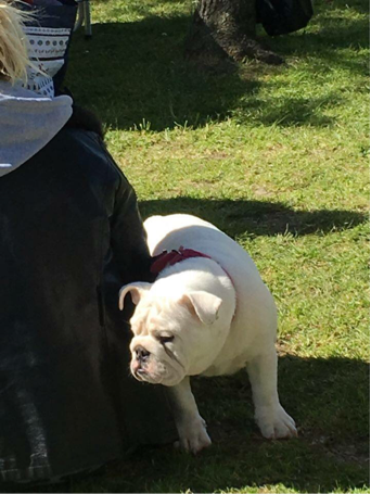 THE BULLDOG WALK 1 May 2016 2 Oh look my little brothers coming
