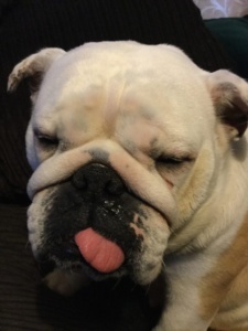 Bulldogs Bulldogs owners