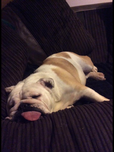 Collectibulldogs Come Check Us Out 16th June 2016 10 After hard days blogging