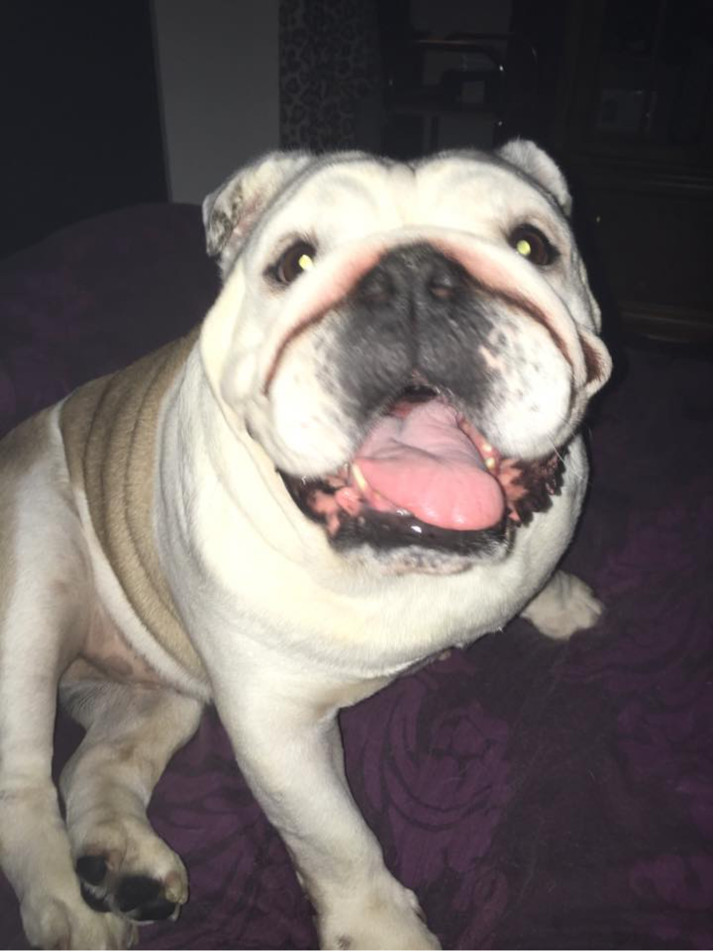 Princesses, pretty bulldogs and Brad Pitt 9th June 2016 Princesses, pretty bulldogs and Brad Pitt 9th June 2016 I'm smelling Gorgeous !!!