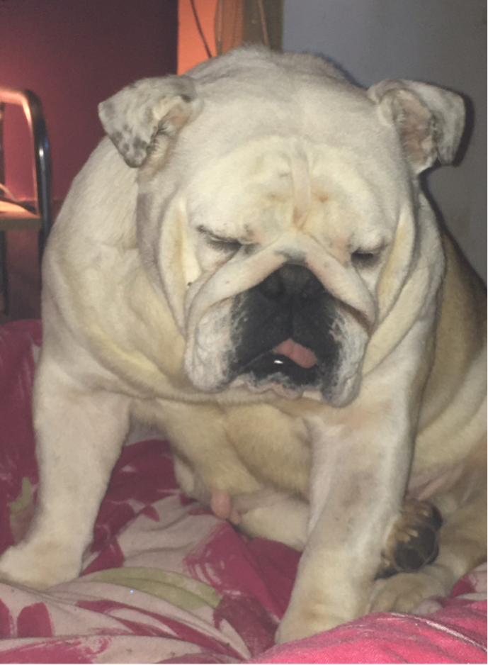 What's going on? 4 DOG TIRED