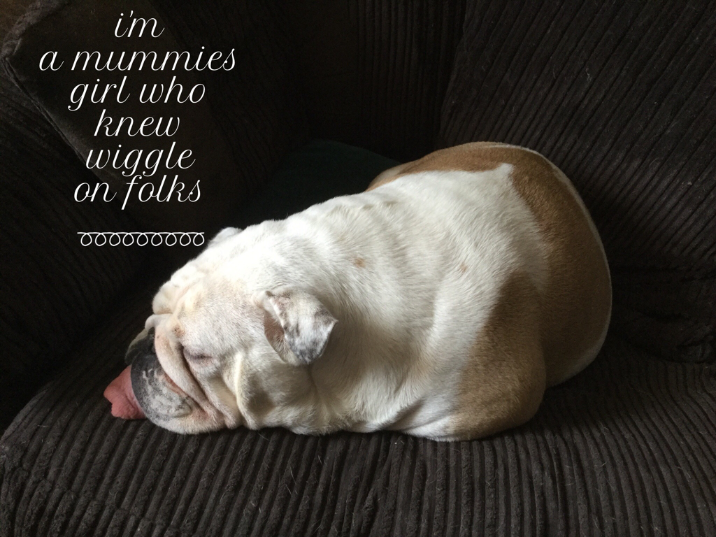 HAPPY BIRTHDAY COLLECTIBULLDOGS 1 year old 15 Wiggles is very much at home now
