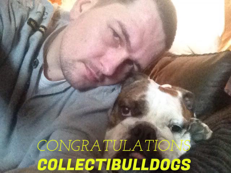 7.6B people 1.8B websites 1st Collectibulldogs 18 1sr Collectibulldogs