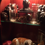 Bulldog museum Brighton