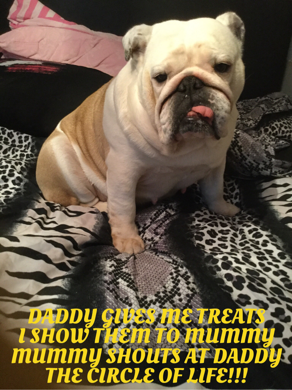 Congratulations to collectibulldogs 1st sept 2016 9 Loving life with Wiggles
