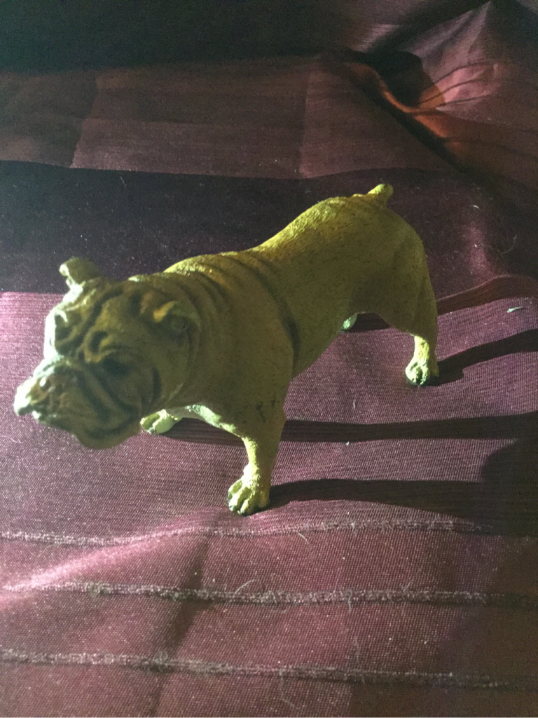 Who's a good boy then!!! 11th Aug 2016 11 Beautiful bronze bulldog