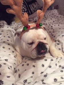 Merry a right Mix Up Christmas 10 Bulldog museum Brighton