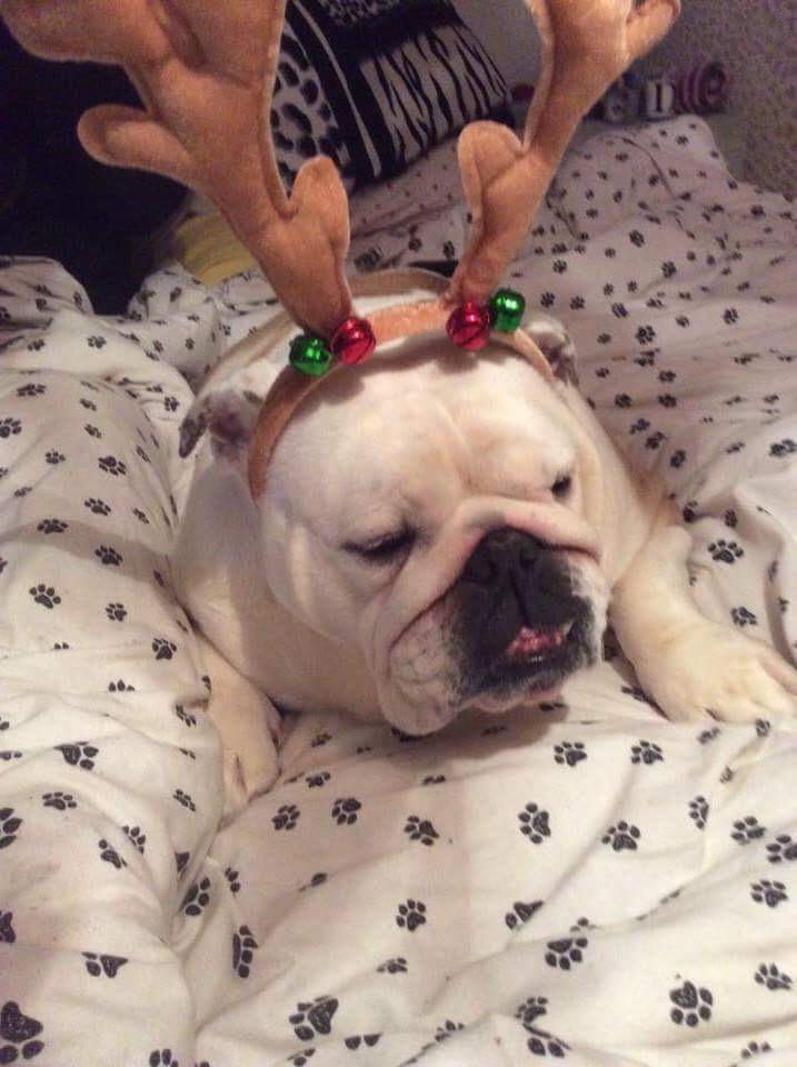 Bulldog auctions always bring a smile 😃 7 Smile