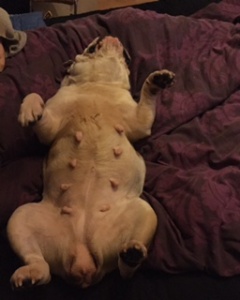 Wiggle! Time flies when you wiggle your thing 13 Wiggles Belly Rub