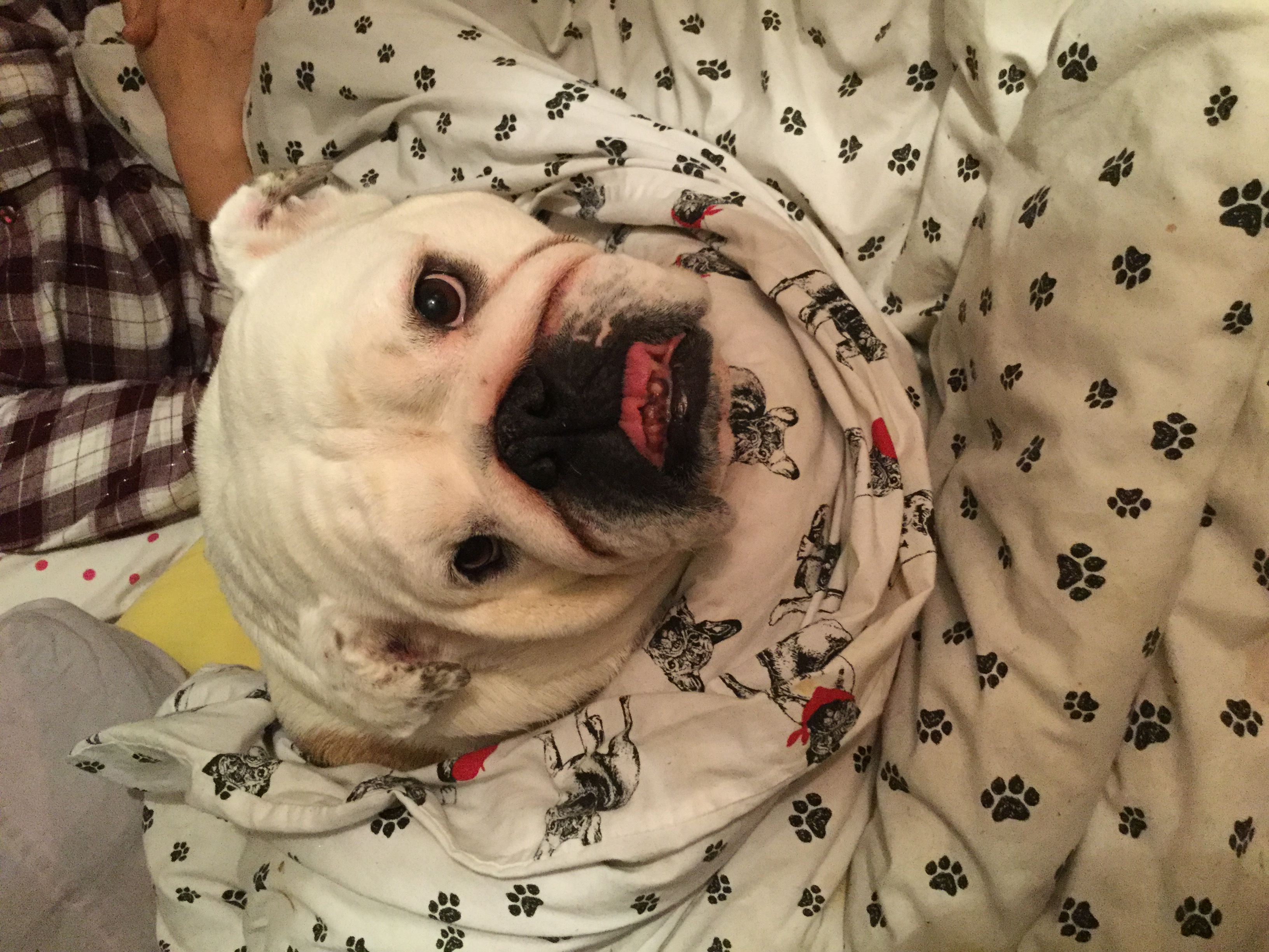 Wiggles finally settled, blogging prayers heard 15 To get here you have to become a good bulldog