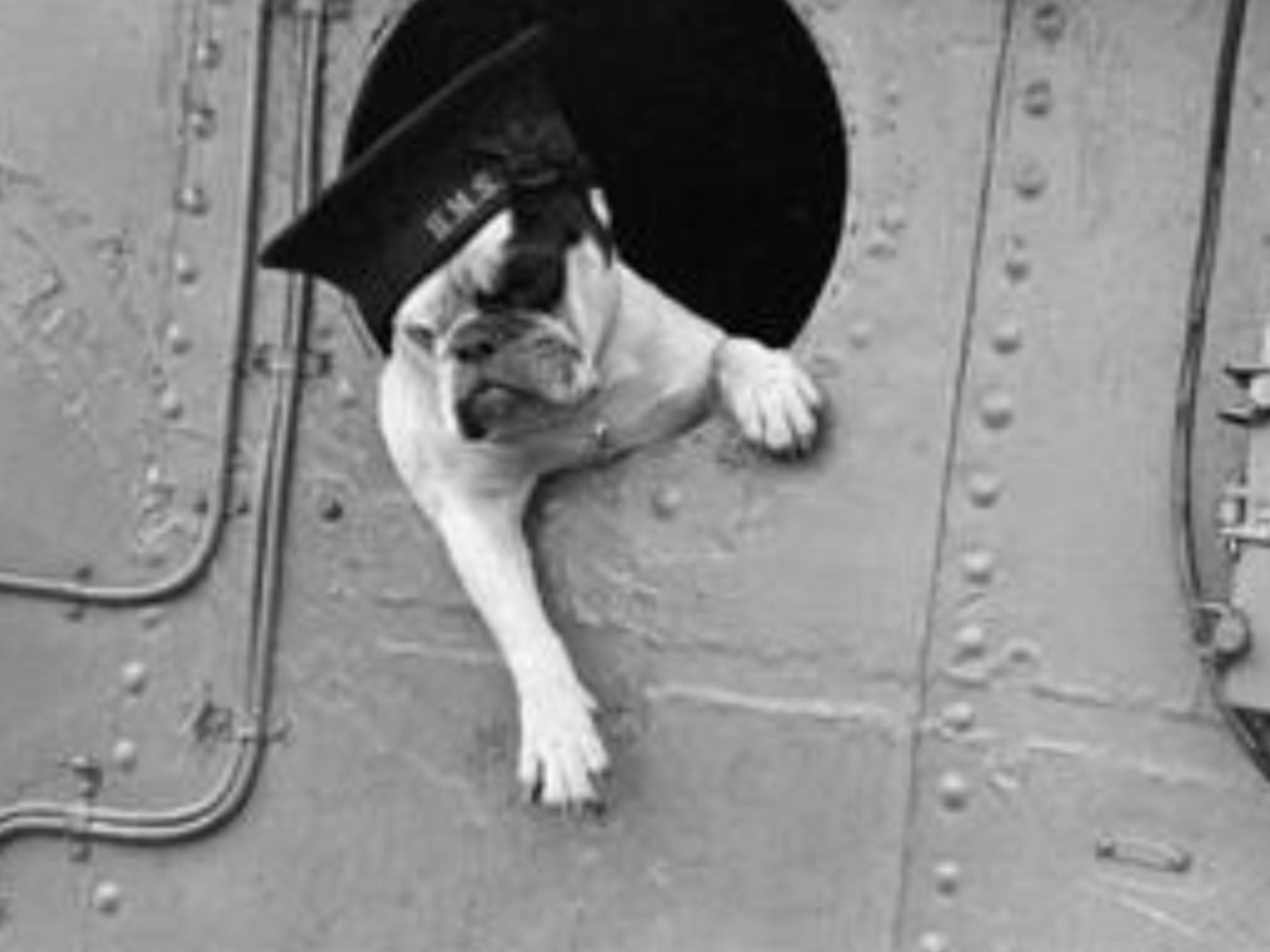 The Bulldog Spirit a friendly explanation 28 Postcard