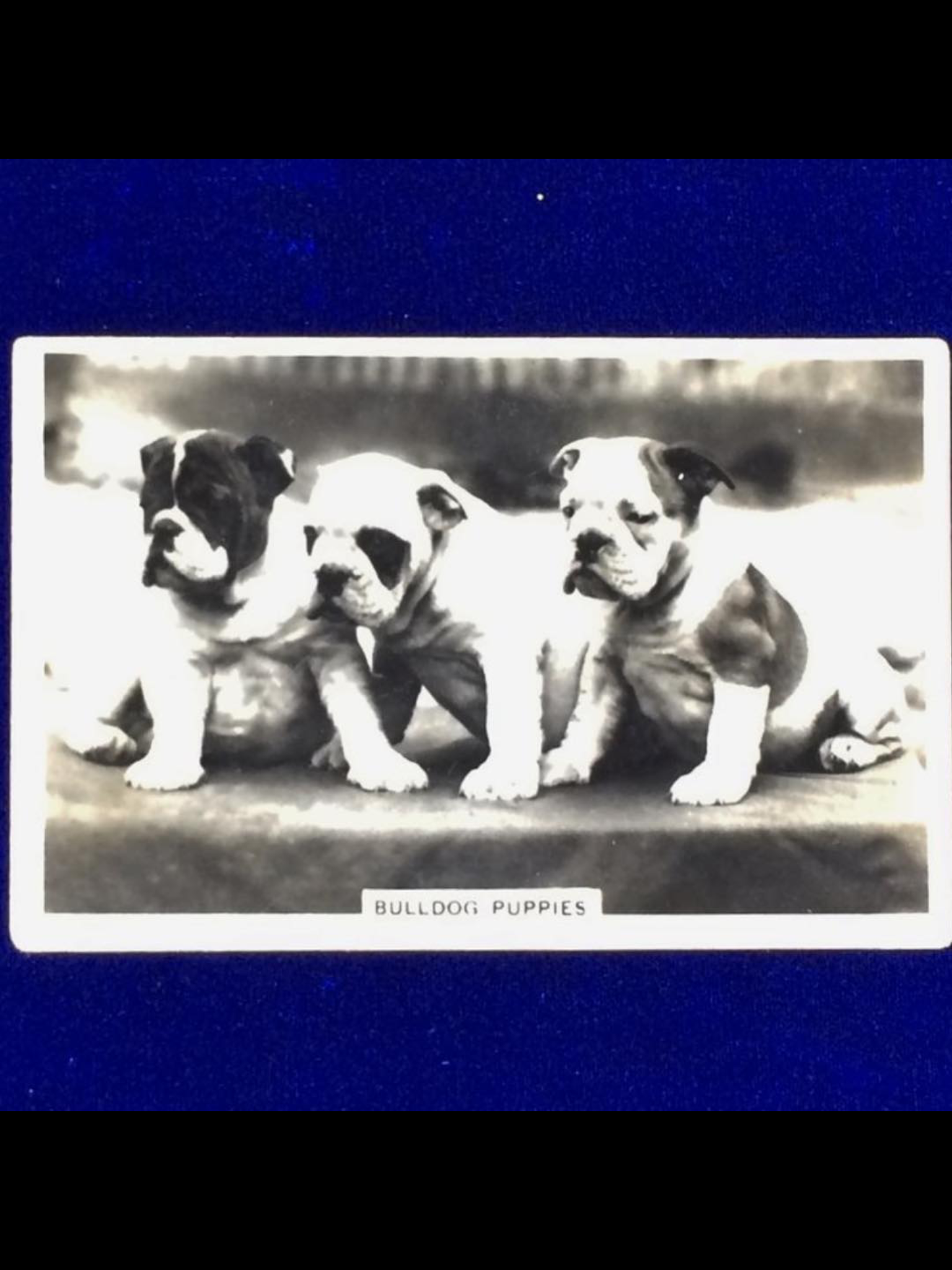 The Bulldog Spirit a friendly explanation 35 Puppies
