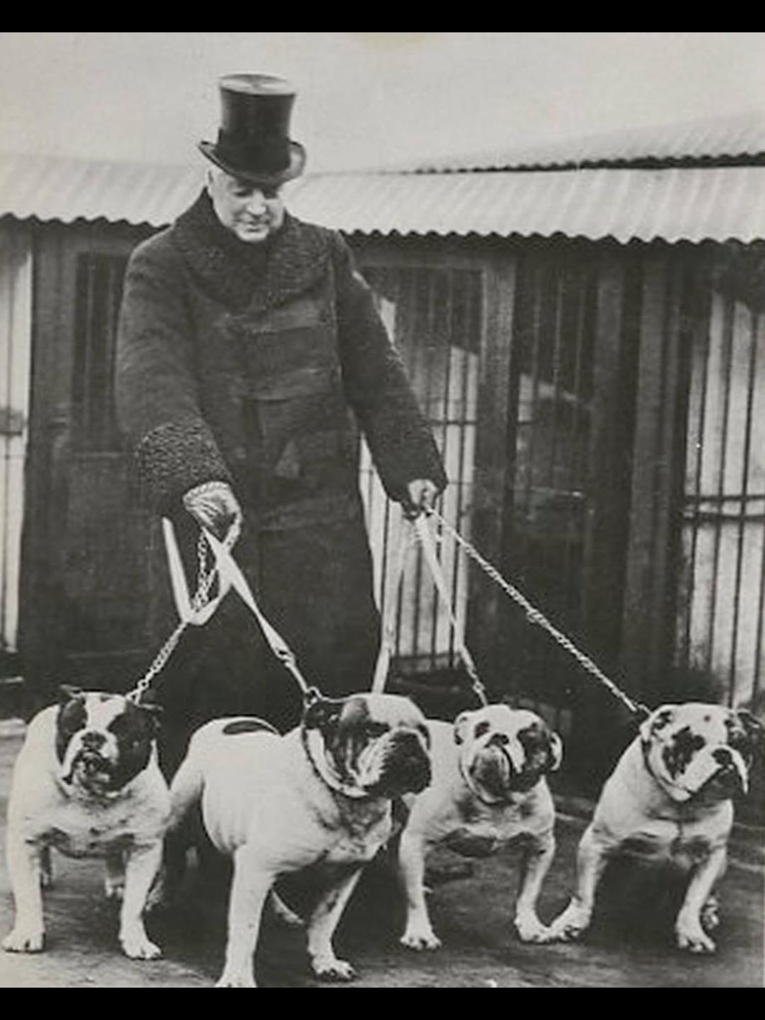 The Bulldog Spirit a friendly explanation 24 Bulldogs