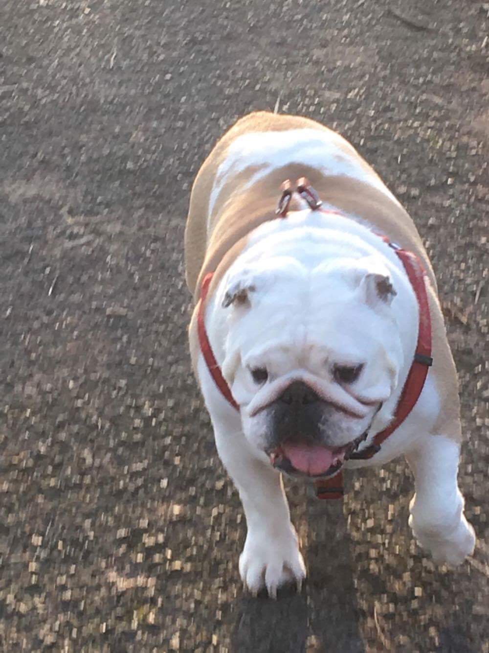 Wiggles finally settled, blogging prayers heard 12 Out and about with wiggles off the lead