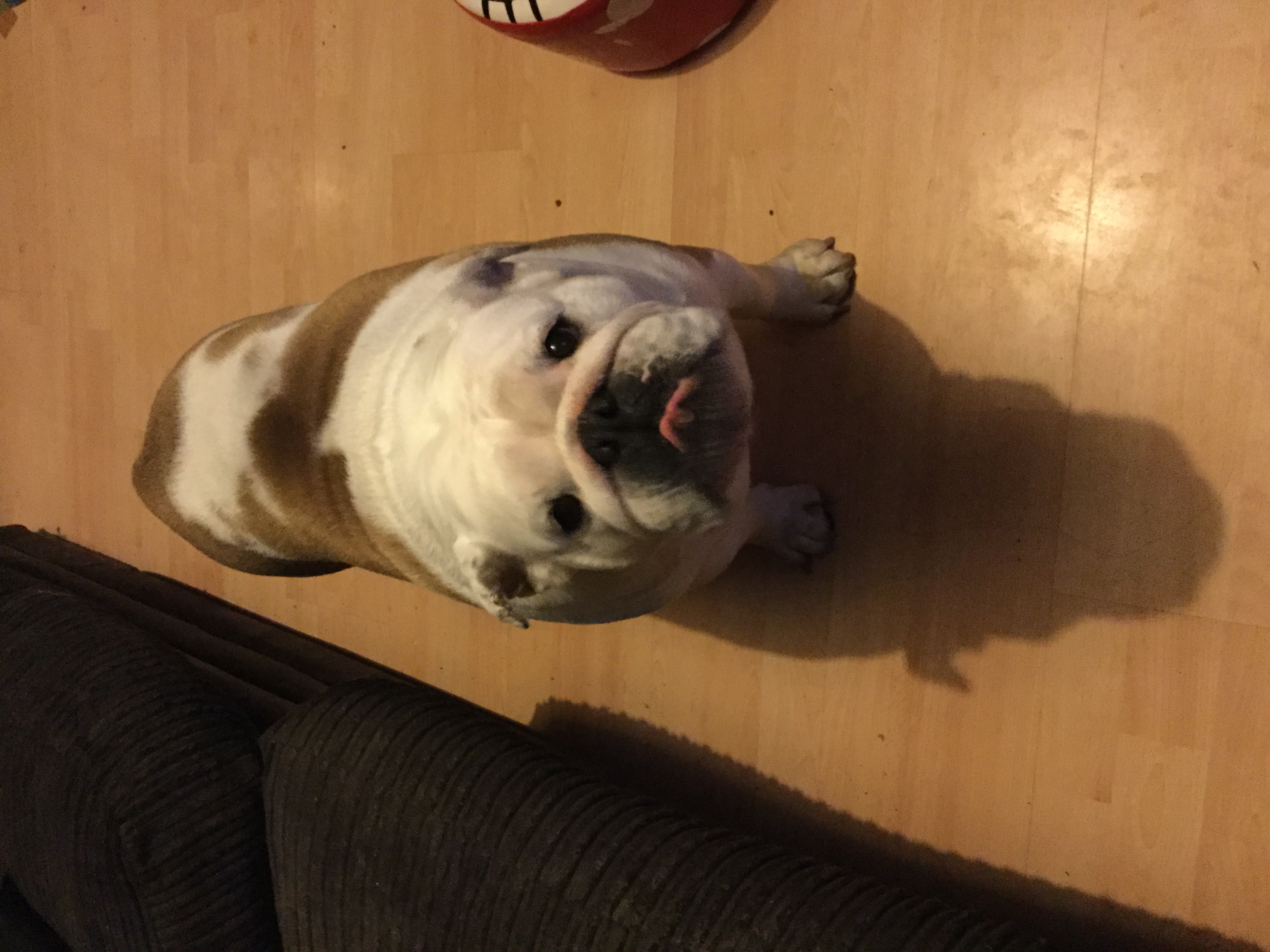 Wiggles finally settled, blogging prayers heard 16 My face my sofa