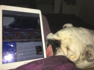bulldogs and the troubles promoting 9 Dreams