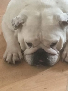 News! Collectibulldogs general catch up 10 News