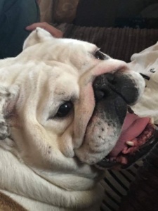 News! Collectibulldogs general catch up 6 News