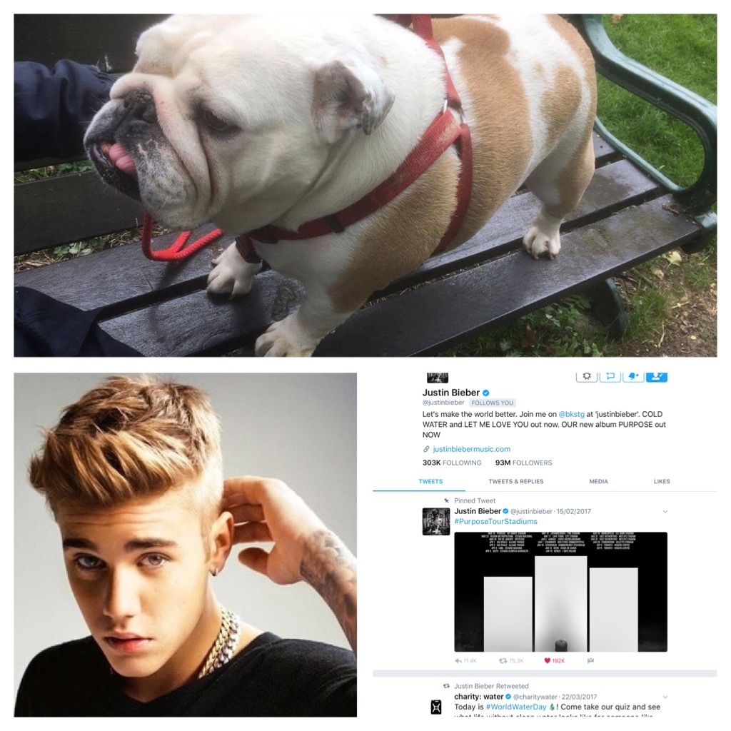 Justin Bieber, follower or bulldog lover 4 Justin Bieber
