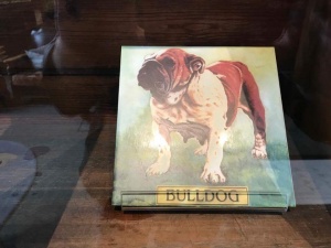 Bulldog museum Brighton