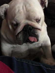 OBE Our Bulldog Exhibition 26 Exhibition