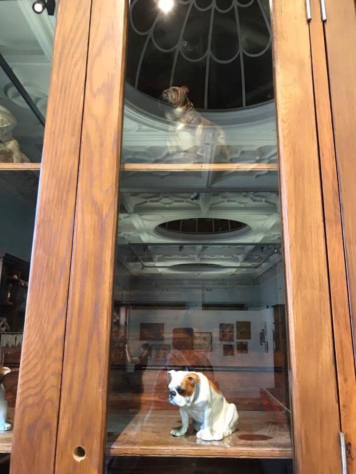 Bulldog museum Brighton