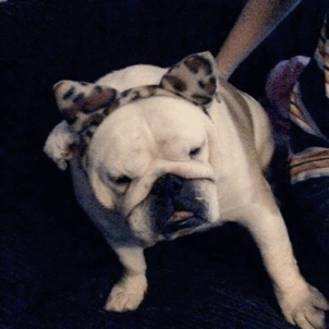 PAWSOME NEWS, RATINGS AND REVIEWS 28 News