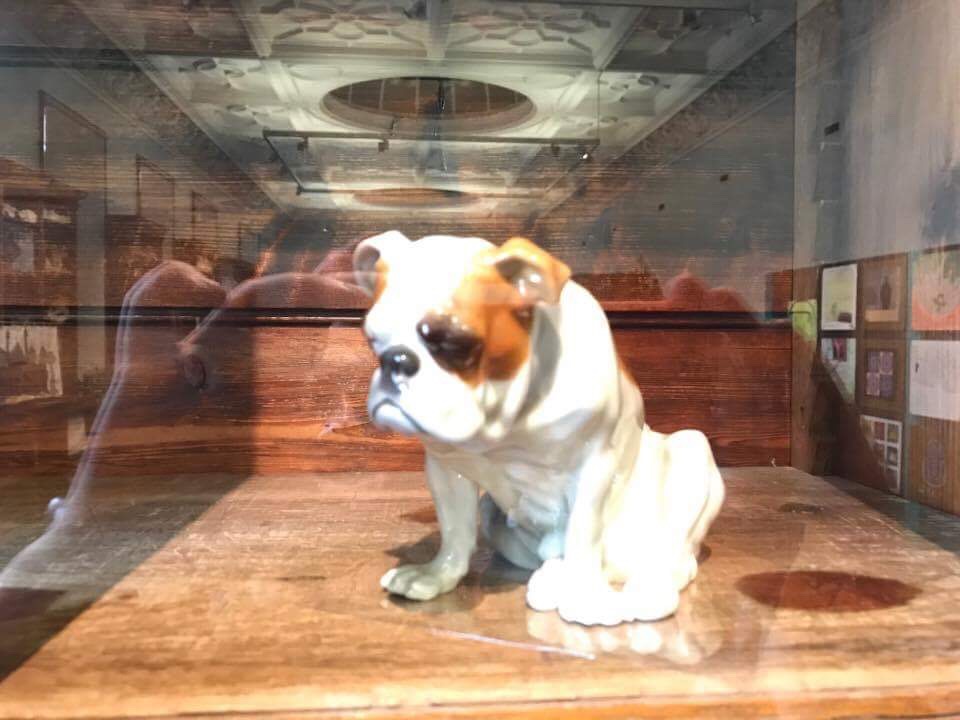 Bulldog museum Brighton