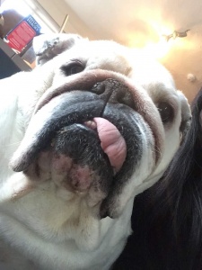 Best online bulldog museum Collectibulldogs.com 11 Collectibulldogs.com