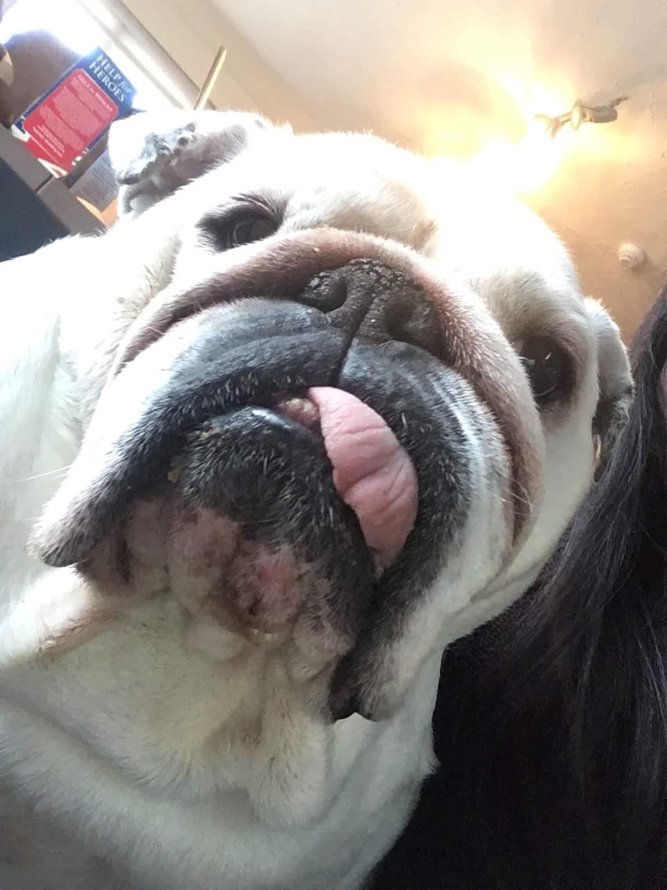 How is wiggles “bulldog extraordinaire” Doing 5 Bulldog extraordinaire