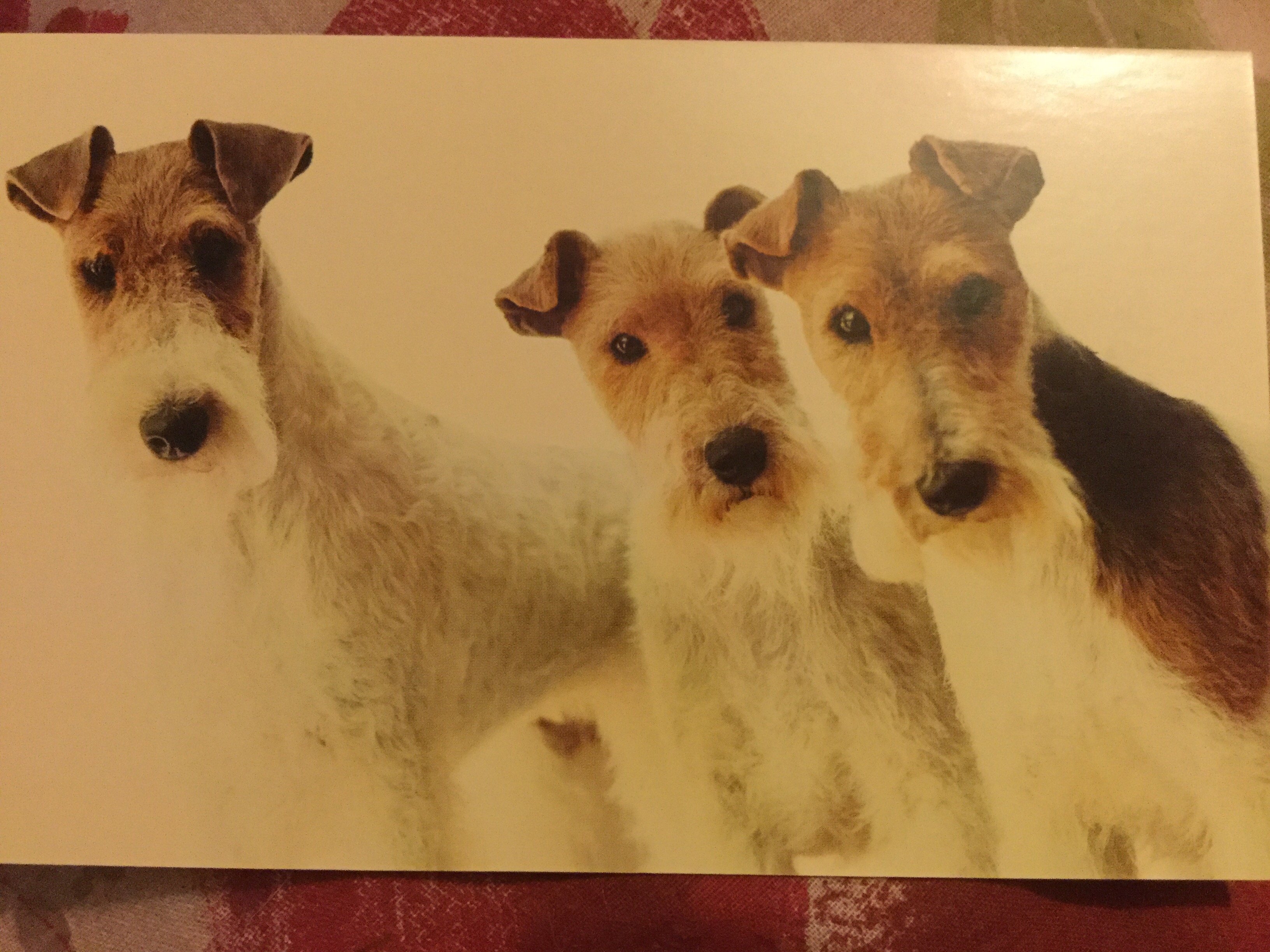 Crufts