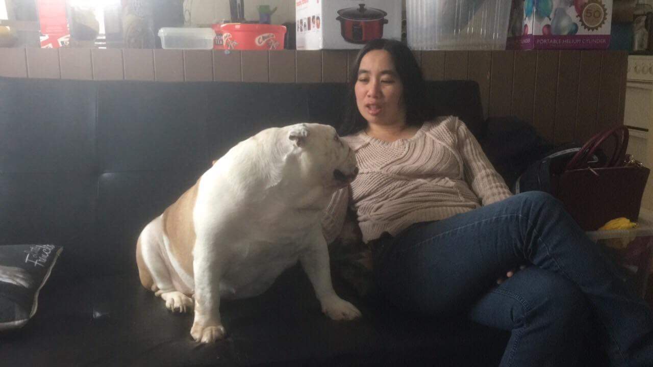 How is wiggles “bulldog extraordinaire” Doing 6 Bulldog extraordinaire
