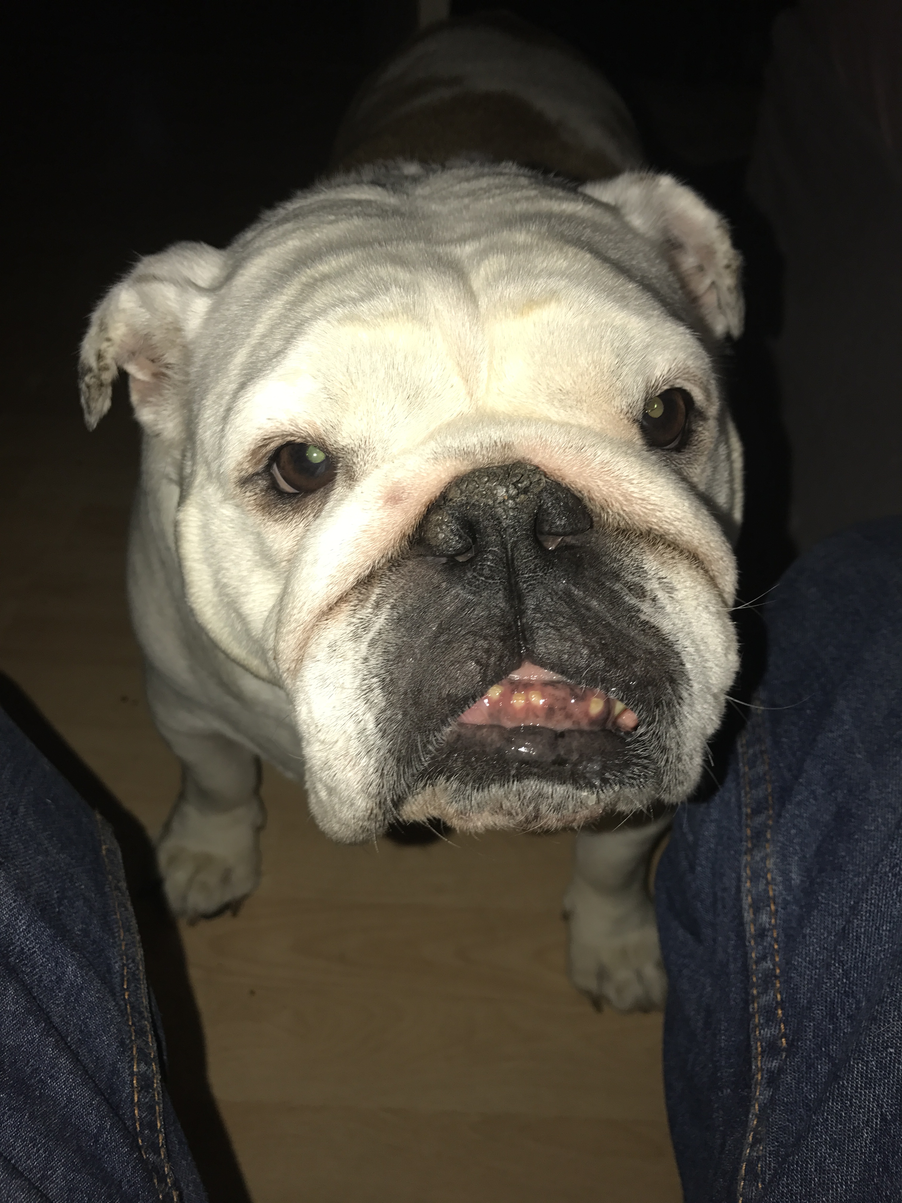 Bulldog antiques on YouTube check us out 17 Bulldog antiques on YouTube