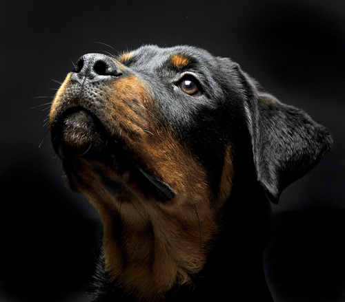 Headshot portrait of a dog