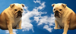 Wiggles is on cloud 9 after Collectibulldogs.com was voted 15th in the top 30 Antiques blogging & Websites by Feedspot!