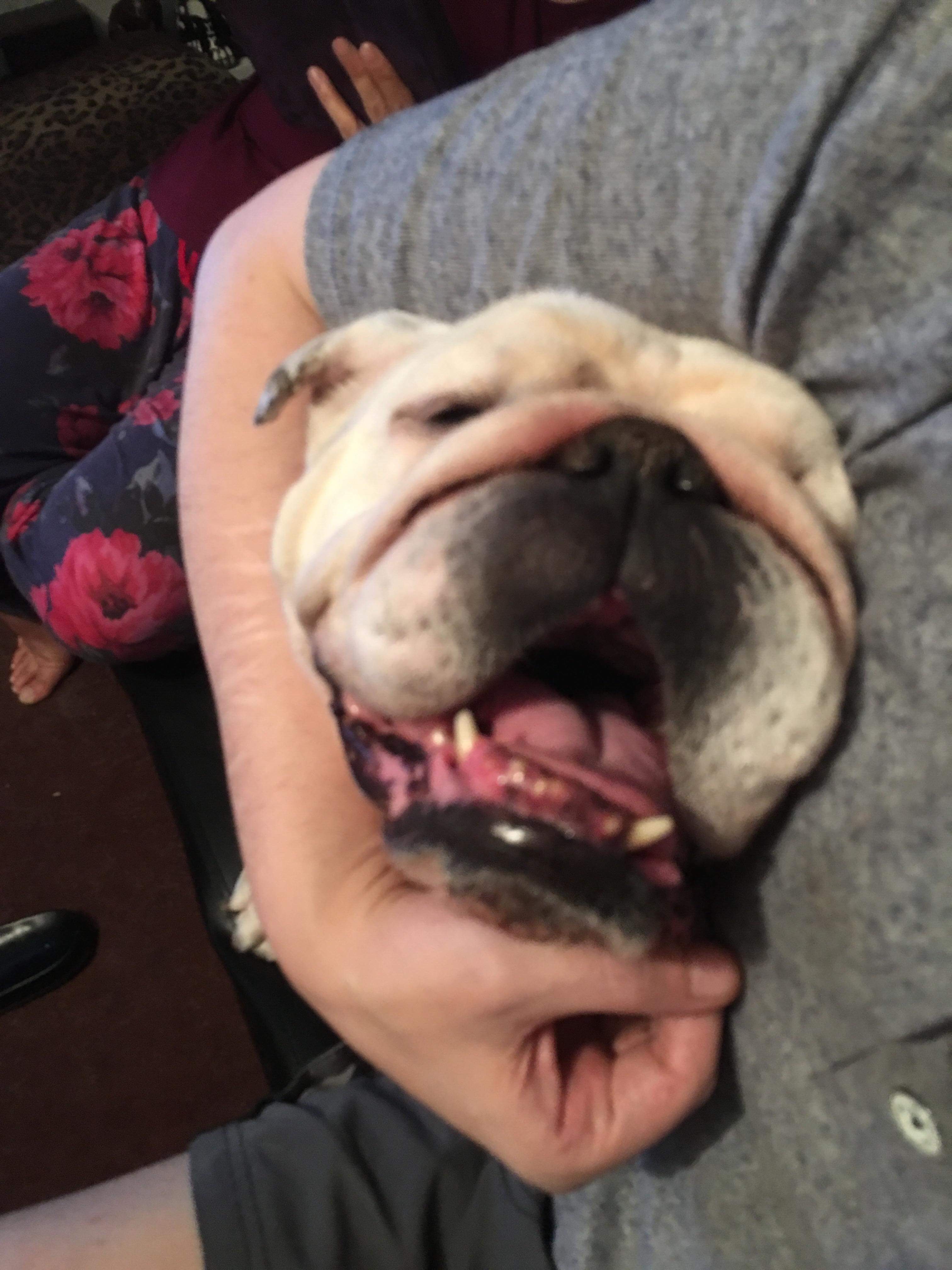 Collectibulldogs contacts third time lucky 17 Third time lucky