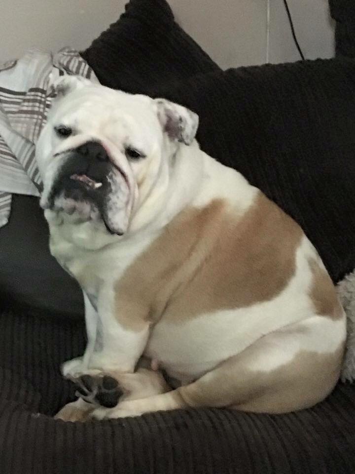 Bulldog Delivery Collectibulldogs Antiques 9 Bulldog delivery