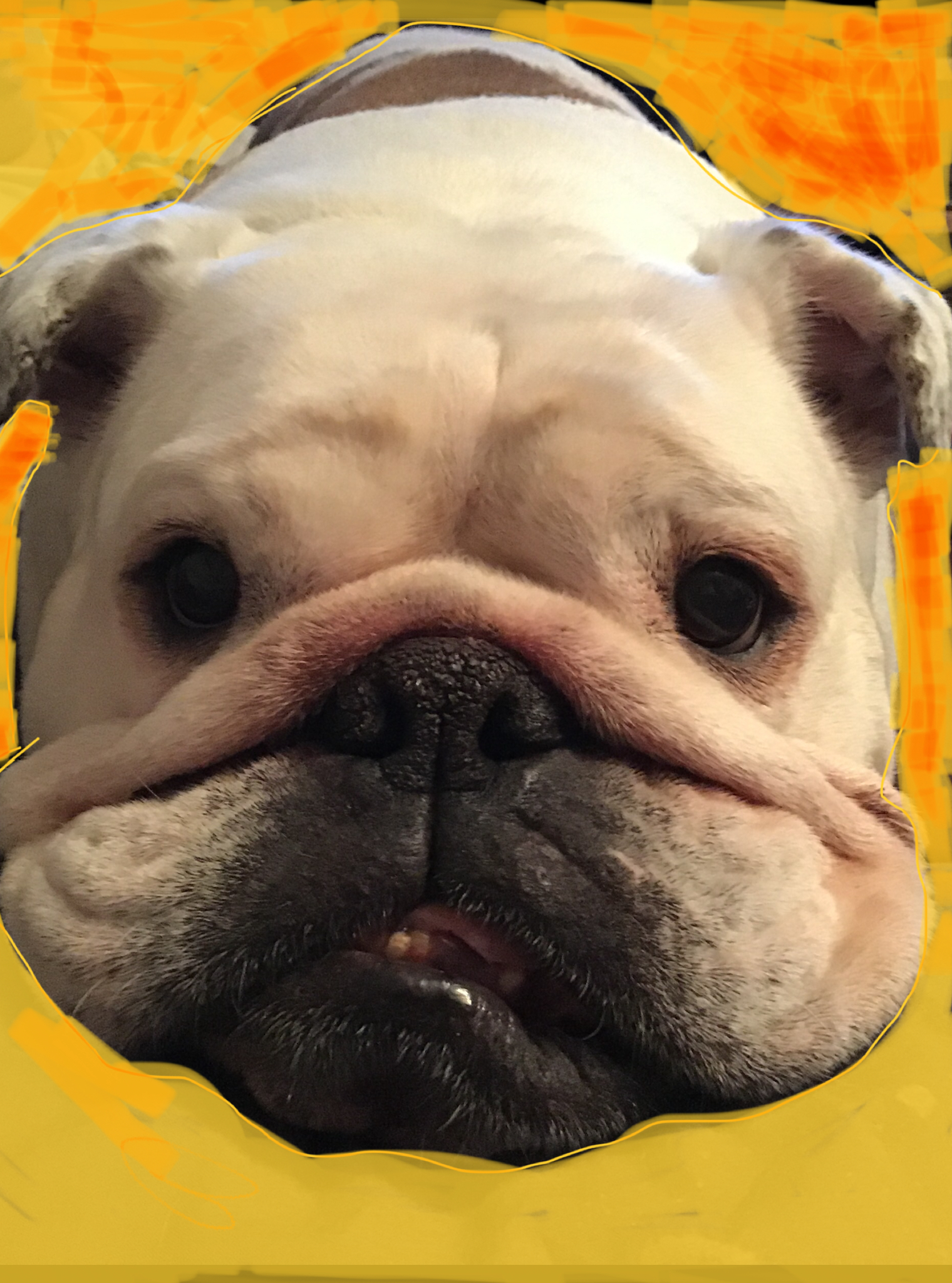 COLLECTIBULLDOGS ANTIQUES, TWITTER MILESTONE / NEW FEATURES 7 Twitter milestone