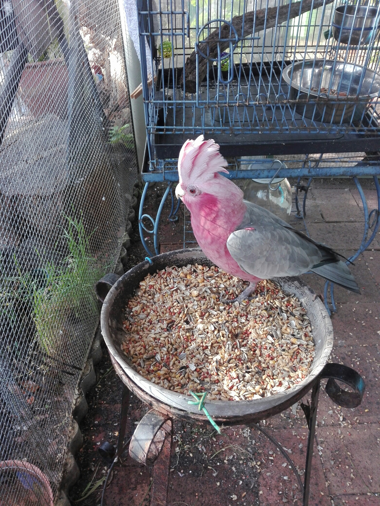 Cockatoo 